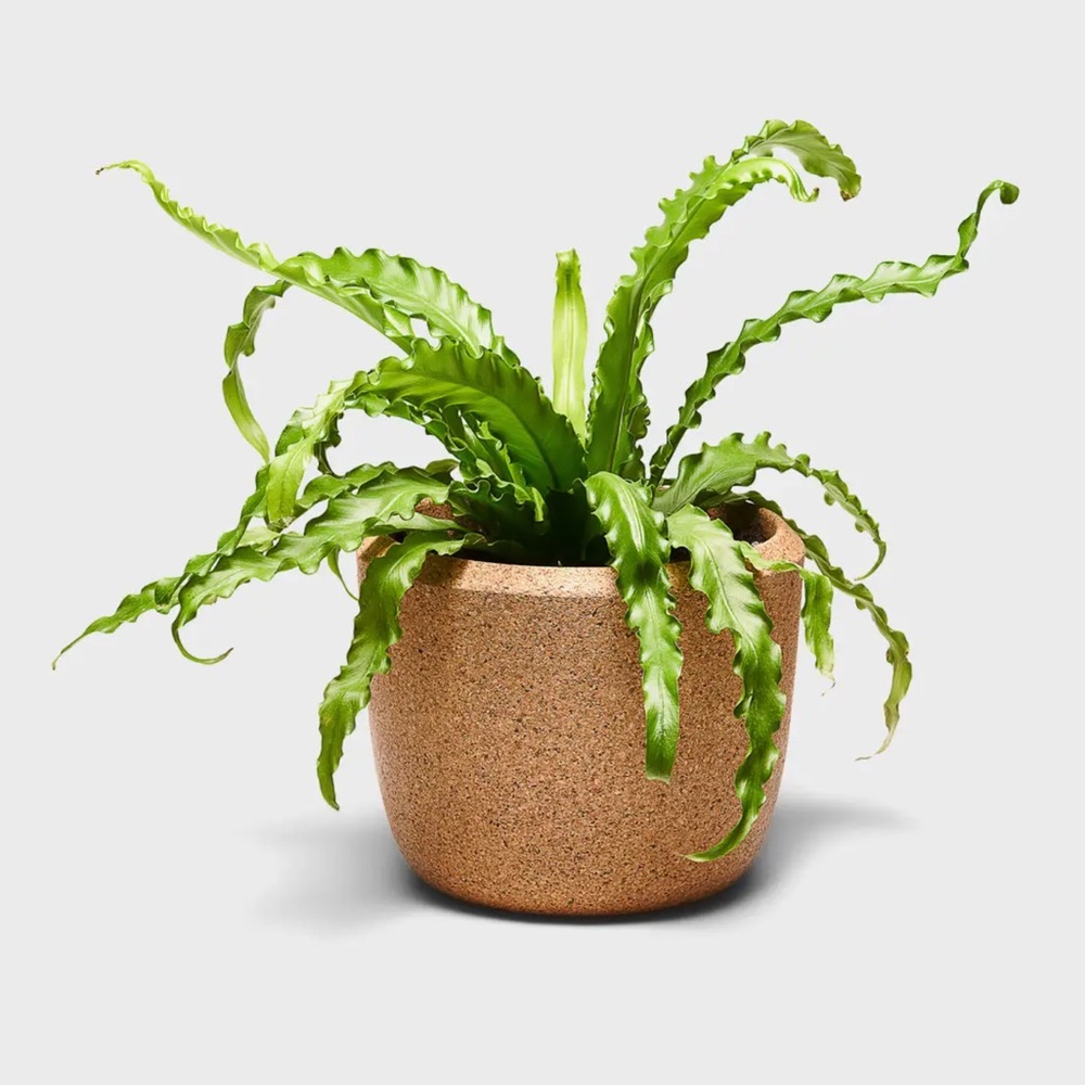 CLOUD PLANTER